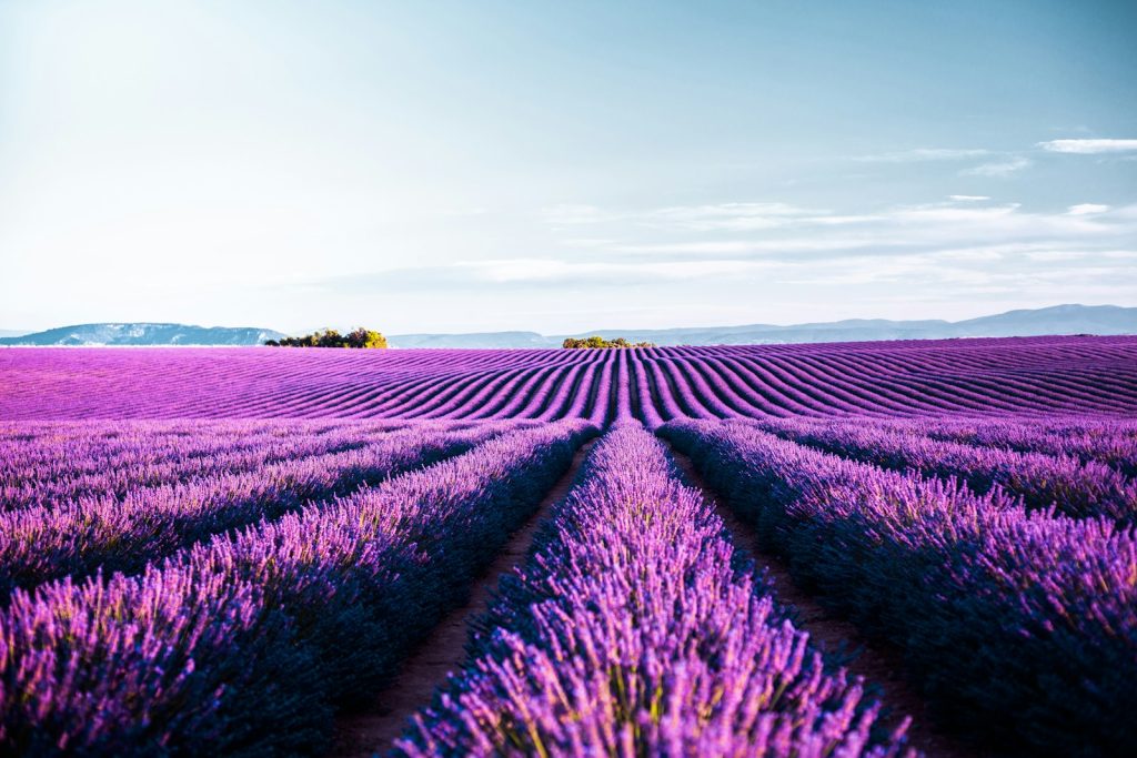 Valensole vélo lavande